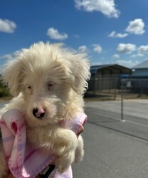 EMBER/Aussiedoodle/Female/Baby