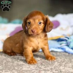 Kane/Dachshund									Puppy/Male	/7 Weeks,Meet Kane! He is an incredibly sweet and loveable AKC registered Miniature Dachshund puppy. He loves if someone spends time to play with him or gives him belly rubs. Dachshunds make wonderful family pets, they are known for their lively and courageous nature, they are often described as intelligent, curious and independent dogs. We hope to find a family that will love Kane as much as we do!