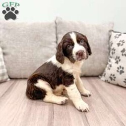 Sammy/English Springer Spaniel									Puppy/Male	/6 Weeks,This sweet and adorable English Springer Spaniel is looking for a forever family!