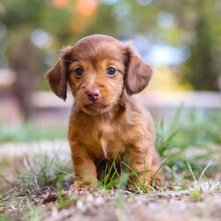 Kane/Dachshund									Puppy/Male	/7 Weeks,Meet Kane! He is an incredibly sweet and loveable AKC registered Miniature Dachshund puppy. He loves if someone spends time to play with him or gives him belly rubs. Dachshunds make wonderful family pets, they are known for their lively and courageous nature, they are often described as intelligent, curious and independent dogs. We hope to find a family that will love Kane as much as we do!