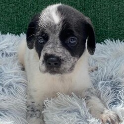 Adopt a dog:Ryder/German Wirehaired Pointer/Male/Baby,Puppy Alert!  Ryder is 6 weeks old, and we expect him to be about 35 lbs fully grown.  He is the sweetest of his litter, calm and a little goofy.    

Ryder's Mom, Aura, was rescued from a desolate area in the forest where she was dumped after being someone's pet.  She was very lucky to be found as there are no food sources where she was left.  A friend of our rescue brought her to us and agreed to foster while we looked for a home.  Aura was obviously pregnant when she arrived, so we waited for babies and were not disappointed!.  

Ryder is an outgoing, happy typical puppy and wants nothing more than to snuggle with our workers and play with his friends.  He will do well as an only pup or an addition to a home with a doggy present already.  He is great with other dogs, cats and kids.  

Our rescue is in Puerto Rico.  We have over 600,000 roaming dogs on island at any given time, so we are looking for a home in the states.  These puppies will be ready to fly any time after December 30, 2024.  We are busy getting them fully vaccinated, microchipped, spayed/neutered and socialized so they can come to their families happy and healthy.  Once adopted, we will fly them to an airport near you for pick up.  We take care of the cost of flying your pup to you.   

If you are interested in our baby, please fill out an application and we will reach out to chat and get you approved.  

https://www.theluvingpawsfoundation.org/adoption-applicatio