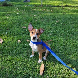 Adopt a dog:Tex/Australian Cattle Dog / Australian Kelpie/Male/3 Months,Hi there! I’m Tex, a sweet 3 month old Cattle x ready to find my forever family. I haven’t had the best start to life, but I’m full of love and ready to thrive! I’m playful, curious, and eager to learn – positive reinforcement training is my favourite way to bond. I’d do best in an active household with a yard or access to open spaces, and ideally as the only animal in the home, so I can have your full attention! Being a working breed, I would do best with lots of mental stimulation and exercise, as well as opportunities for down time on my own. Ideally a home with indoor/outdoor access would be fantastic, so I have many options for play and rest! I would love my new home to be nice and peaceful with not too many people coming in and out of the home. It would also be great if my new family had prior experience with dog behaviour and are able to understand why I do the things that I do. I respond best to positive training so I can learn in a nice and fun way at my own pace! If you think that your home would be a good fit please fill out an application online at   or call 0477 064 192 and the team at BARC will be in touch to arrange a meet and greet. Love, Tex x Requirements: