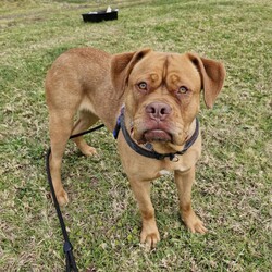 Adopt a dog:Pudge/Dogue de Bordeaux/Female/1 Year 11 Months,Hello there, my name is Pudge! I'm a gorgeous girl looking for my new home!  I'd suit a quieter home with experienced owners who know a bit about my Dogue De Bordeaux Breed. I would love to be included as part of the family, coming inside at times but mainly loving the great outdoors in my own secure backyard with secure 6ft Colorbond fencing to help keep me safe at home. I would be best suited to a home with no small animals, like cats/birds/pocket pets, as I may accidentally chase them. Any children in the home will need to be over 12 years of age and confident around dogs. There is still much to learn about this big, beautiful world. I would benefit from ongoing positive reinforcement training to help me be the best dog I can be! Training takes time, practice and patience, along with lots of love and yummy treats which is all I will ask from you. I know sometimes you have to go out, if you leave me with some fun toys, yum treats, fresh water bowl and a sheltered, snuggly bed, I should be safe and happy until you get home. I would benefit from daily enrichment and interactive feeders to help keep my mind and body active. I get along well with other dogs of a calm, playful and friendly nature, so if you have another dog at home, please bring them in to meet me to make sure we will be friends. Dog parks or off-leash areas are not ideal for me as there may be rude dogs who would rush up to me, and what I really need is a little bit of space to figure them out and build my confidence, before becoming friends. If I sound like the gorgeous girl for you, please come in to meet me. -Level 2 ART Adoption -Quiet Home -Experienced owner -Breed Knowledge -Outdoors Mainly- Must have secure outdoor access -Secure 6ft Colorbond fencing -No small animals (cats, pocket pets, birds, fowl)