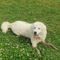 Adopt a dog:Simon/Maremma Sheepdog/Male/2 Years 3 Months,Hello there, my name is Simon! I'm a big gentle boy looking for my new home! I'd suit a quieter home with experienced owners who know about Guardian Type breeds like me! I would love to be included as part of the family, coming inside at times but mainly loving the outdoors, as well as joining you for regular walks, or simply snuggling up on a nice soft bed in the evening. I would love a big back yard with space to roam, sniff and explore all for my very own, with secure fences to keep me safe at home. Any children in the home will need to be over 12 years of age, calm and confident around dogs. My gorgeous coat will require regular grooming to help keep me looking and feeling my best! I know sometimes you have to go out, if you leave me with some fun toys, yum treats, fresh water bowl and a sheltered, snuggly bed, I should be safe and happy until you get home. I would benefit from daily enrichment and interactive feeders to help keep my mind and body active. I get along well with other dogs of a similar, calmer and friendly nature, so if you have another dog at home, please bring them in to meet me to make sure we will be friends. Dog parks and off-leash areas are not ideal for me as I do not like rude dogs rushing up to my face and would prefer walks around the neighbourhood or on-lead areas where we can relax and enjoy our time together. If I sound like the beautiful boy for you, please come in to meet me. -Level 2 ART Adoption -Breed Type Experienced owners -Must meet any dogs -Dog confident children over 12 yrs -Must have large backyard access  -Regular grooming required -Ongoing positive reinforcement training -STV