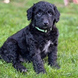 Adopt a dog:Hamilton/Cattle Dog/Male/Baby,Meet Hamilton!

Hamilton is an adorable 8-week-old Heeler/Poodle mix with the sweetest personality and the cutest curly coat. As the biggest pup in his litter, he’s a sturdy little guy, but he’s still expected to stay on the smaller side of a medium-sized dog. Hamilton is a loving and playful companion who’s ready to find his forever family.

These puppies are extremely friendly with both kids and adults and absolutely love to be picked up and snuggled. They’ve received age-appropriate vaccinations and are ready for their foster-to-adopt forever families. While they’ve been around other dogs, they haven’t been exposed to cats yet. Each puppy has its own unique personality, so come meet them and find your perfect match! If you are interested in one of these sweet puppies, please submit an adoption application through the link below.

https://lebanonhumane.org/dog-adoption-application/

We require foster-to-adopters to bring their puppy back for scheduled booster vaccine appointments as well as the spay/neuter surgery once they are of age.

Disclaimer: These adorable pups currently reside in a temporary foster home, and are not viewable at the shelter until their meet and greet.

Join us for a meet-and-greet this Sunday, October 27th from 2-4 PM at the shelter! Don’t miss the chance to play and cuddle with these adorable pups!