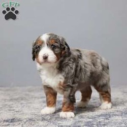 Bandit/Mini Bernedoodle									Puppy/Male	/5 Weeks,This sweet Mini Bernedoodle is looking for his forever home! Raised in a loving family environment, he’s full of joy and ready to bring lots of cuddles and fun to his new family. His parents are genetically tested clear, giving you peace of mind about his health.