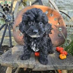 Lil Grizzly/Cavapoo									Puppy/Male	/9 Weeks,Lil Grizzly will be the perfect addition to your home. He is playful and attentive. He is good with children and other pets. Check him out soon. 