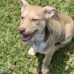 Adopt a dog:Stig/Australian Kelpie/Male/2 Months,Hi there! I’m Stig, an 11-week-old Kelpie puppy, and I’m on the lookout for my forever home! My journey started at just 7 days old when I came into the shelter with my mum and my playful siblings. I’ve grown up surrounded by love, but now it’s time for me to find my own special family. I’m Mr. Confidence! With my adventurous spirit and wagging tail, I’m always ready to take on the world. I’m full of energy and curiosity, and I approach every new experience with excitement. Whether it’s a game of fetch or exploring the great outdoors, I dive right in! I’m looking for a home where I can be both an indoor and outdoor pup. I love to run, jump, and play, so a yard to explore would be perfect! I need a family that understands my breed; we Kelpies are smart, active, and need plenty of mental and physical stimulation.  If you have another dog that’s over a year old and can keep up with my boundless enthusiasm, that would be awesome! I thrive with a buddy by my side, and I promise to keep them on their toes.  I’m still learning about the world, so I need a home without children under 6. Little ones can be a bit overwhelming for a confident guy like me who’s still figuring everything out. I’d love to be trained using positive reinforcement methods—treats and praise are the way to my heart! If you think you could be the perfect match for an energetic, loving, and confident pup like me, let’s meet! I can’t wait to find my new adventure buddy. Woof!  Home requirements:  If you think that your home would be a good fit please fill out an application online at   and the team at BARC will be in touch to arrange a meet and greet.