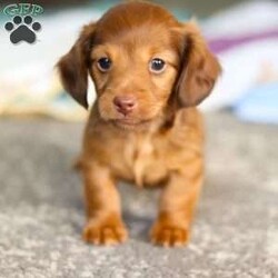 Kane/Dachshund									Puppy/Male	/7 Weeks,Meet Kane! He is an incredibly sweet and loveable AKC registered Miniature Dachshund puppy. He loves if someone spends time to play with him or gives him belly rubs. Dachshunds make wonderful family pets, they are known for their lively and courageous nature, they are often described as intelligent, curious and independent dogs. We hope to find a family that will love Kane as much as we do!