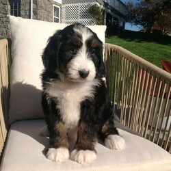 Lulu/Bernedoodle									Puppy/Female	/8 Weeks,Hi, look at me! I’m a standard Bernedoodle puppy. I was raised on a farm and love playing with kids. I am micro chipped and up-to-date on vaccinations and deworming. If you would like to meet me call or text Neva Monday thru Saturday. All Sunday calls will be returned Monday.