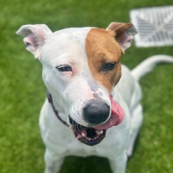 Adopt a dog:Coco/American Staffordshire Terrier/Female/1 Year 2 Months,Hello, I'm Coco, a sweet and energetic adult female Staffy! I’m looking for my forever home where I can thrive with love, attention, and some new adventures. I came into the shelter with another dog, and we still enjoy our walks together, so I’d love to meet any potential doggy siblings. I can get a little anxious when I’m left alone, and in my previous home. I’m happiest when I’ve got company, so I’d love a home where you’re around more often than not! I’m still working on being calm during alone time, so I’d appreciate a family who can help me feel safe and settled. Because I’m a bit boisterous and can get a little frantic at times, I’d be best suited to a home without young children. Older kids, over the age of 12, would probably be more comfortable with my energy and are more likely to understand how to interact with me properly. I can’t wait to find a loving home where I can be my true self. If you think we’d be a perfect match, come and meet me! Requirements: