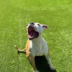 Adopt a dog:Pumba/Staffordshire Bull Terrier/Male/2 Years 1 Month,Hi there! My name is Pumba, and I’m looking for a special place to call home. I’m a lovable pup with a big heart, and I’m ready to share it with someone who understands me. I’m a sweet and affectionate dog who adores cuddles and pats. When I’m with people, I’m at my happiest, and I’ll make sure you know just how much I appreciate your attention with lots of tail wags and gentle nudges. However, I have a bit of a unique personality that might not be for everyone. I need to be the only dog in my new home. I’ve found that I’m not too fond of sharing my space with other dogs, and I prefer to be the center of attention. Because of this, I’ll need an experienced owner who can recognize when I’m feeling uncomfortable and can help me navigate those feelings with care and patience. I would love to meet any children who I will be sharing my space with! I am a gentle boy who hasn't had experience around children and would like to make sure we are all comfortable with each other before I come home with you! I’m looking for someone who understands that I may need a bit of extra support to feel secure and loved. If you’re someone who can provide a calm and nurturing environment where I can be myself, then I’m sure we’ll get along great. In return, you’ll get a loyal and loving companion who is eager to be your best friend and cuddle buddy. If you think you’re the right match for me, I can’t wait to meet you and start our new adventure together! If you feel like we could be a perfect match, please come and meet me at the Sydney shelter! OR please fill out an expression of interest form  . Can't wait to meet you and find my forever home!! Lots of love, Pumba xxx