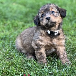 Adopt a dog:Havanna/Cattle Dog/Female/Baby,Meet Havanna!

Havanna is a sweet and adorable petite 8-week-old Heeler/Poodle mix with a calm and observant personality. While her siblings are busy with their playful antics, Havanna prefers to sit back and watch the fun unfold. She’s a gentle soul who would make a perfect companion for someone looking for a laid-back and loving puppy.

These puppies are extremely friendly with both kids and adults and absolutely love to be picked up and snuggled. They’ve received age-appropriate vaccinations and are ready for their foster-to-adopt forever families. While they’ve been around other dogs, they haven’t been exposed to cats yet. Each puppy has its own unique personality, so come meet them and find your perfect match! If you are interested in one of these sweet puppies, please submit an adoption application through the link below.

https://lebanonhumane.org/dog-adoption-application/

We require foster-to-adopters to bring their puppy back for scheduled booster vaccine appointments as well as the spay/neuter surgery once they are of age.

Disclaimer: These adorable pups currently reside in a temporary foster home, and are not viewable at the shelter until their meet and greet.

Join us for a meet-and-greet this Sunday, October 27th from 2-4 PM at the shelter! Don’t miss the chance to play and cuddle with these adorable pups!