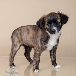 Adopt a dog:Flora/Terrier/Female/Baby,Meet Flora!

Adoption Fee: $549

Adoption Application - Copy & Paste

https://forms.gle/FmtRtYxQNnemdkdw9

This beautiful little girl is currently only 8 weeks old and full of puppy love. Flora's mother is a small terrier mix, weighing only 13 pounds, but we’re not sure who his dad is. She was born in our foster home after we rescued mom while she was pregnant. Flora has grown up in a loving environment, surrounded by care and affection, and now she’s ready to find her forever home. After adoption she can arrive in the New England area on Thursday, November 21, and she would love to go home to her new family.

Could Flora be the perfect addition to your family? Don’t miss your chance to bring home this sweet, playful puppy!

There are 2 boys and 1 girl in this litter available for adoption. (Finn, Flora & Frankie)

Here's the adoption application, please copy & paste.

https://forms.gle/FmtRtYxQNnemdkdw9

**To see all of our pets available for adoption, please copy this link.

https://www.petfinder.com/search/pets-for-adoption/?shelter_id%5B0%5D=AL450&sort%5B0%5D=recently_added

Paws of Dixie Animal Rescue adopts in the New England area. Our adoption fee includes the spay/neuter, up to date shots, Microchip, Alabama Health Certificate, and the transport service to get the new family pet to you.

The pets are delivered by a licensed transporter.

PDAR.info@gmail.com

COMPLETED APPLICATIONS TAKE PRECEDENCE OVER INQUIRIES. If you are interested in adopting, the FIRST step is to complete an application.

Please be advised that our volunteers are busy rescuing, transporting, and caring for our animals. We will respond to your application as soon as possible. Upon review of your application, the rescue in AL will contact you, so you can ask any specific questions that you may have.

NOTE: All Paws of Dixie animals are located in AL foster homes. They will be transported north after adoption.

If there is more than one decision maker in the home, all of them should be in agreement.

We DO NOT adopt to anyone under the age of 21