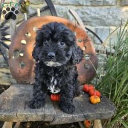 Lil Grizzly/Cavapoo									Puppy/Male	/9 Weeks,Lil Grizzly will be the perfect addition to your home. He is playful and attentive. He is good with children and other pets. Check him out soon. 