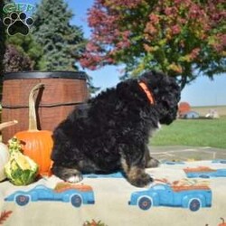 Parker/Bernedoodle									Puppy/Male	/7 Weeks,Parker is a fluffy and friendly Bernedoodle puppy who loves to play! This cutie is socialized, family raised, and ready to meet you. Parker has been seen by a vet and is up to date on shots and de-wormer, plus the breeder provides a 30 day health guarantee as well as an extended genetic health guarantee when this wonderful pup heads home. Hear more about Parker and schedule a visit by calling Rebecca Blank today!