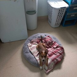 Adopt a dog:Tex/Australian Cattle Dog / Australian Kelpie/Male/3 Months,Hi there! I’m Tex, a sweet 3 month old Cattle x ready to find my forever family. I haven’t had the best start to life, but I’m full of love and ready to thrive! I’m playful, curious, and eager to learn – positive reinforcement training is my favourite way to bond. I’d do best in an active household with a yard or access to open spaces, and ideally as the only animal in the home, so I can have your full attention! Being a working breed, I would do best with lots of mental stimulation and exercise, as well as opportunities for down time on my own. Ideally a home with indoor/outdoor access would be fantastic, so I have many options for play and rest! I would love my new home to be nice and peaceful with not too many people coming in and out of the home. It would also be great if my new family had prior experience with dog behaviour and are able to understand why I do the things that I do. I respond best to positive training so I can learn in a nice and fun way at my own pace! If you think that your home would be a good fit please fill out an application online at   or call 0477 064 192 and the team at BARC will be in touch to arrange a meet and greet. Love, Tex x Requirements: