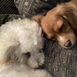 Adopt a dog:Aggie/Bichon Frise/Female/Senior,Hello there, I'm Aggie, a 7 year old Bichon, looking for my (hopefully quiet) forever home. I sure would prefer a female only home, but I wouldn't mind a doggy companion or two. Being home alone is extra scary for me, so I would love if you were home often. The good news is, I don't need a fence since I don't plan on ever letting you out of my sight. I truly hope this isn't too much to ask for, I just want to feel safe and loved. 

Aggie has many fears that she's slowly overcoming in her foster home. Like steps, she can now go up and down them, but please don't ask her how that went, she would rather not talk about it. The outside world is big and intimidating, Aggie is perfectly fine exploring it through a window. She will, however, go on short walks while she continues to grow accustomed to leashes. Aggie is doing well with potty training, as long as she is taken out regularly. She gets along great with her foster siblings and wouldn't mind having some doggy friends to call her own. 

If you need a quiet, low key couch potato companion, then Aggie is the one for you. She wants nothing more than to be by your side, all day long. Unless you're vacuuming, then she will absolutely be far away from you. She is up to date on shots, preventatives microchipped and spayed. Will you be the one to help Aggie become the dog she was always meant to be? 

Aggie is being fostered in Berks County, PA and all household residents and canines will need to be willing to travel there for a meet and greet. 

Kennel License 9117
PO Box 2372
Reading, PA 19608