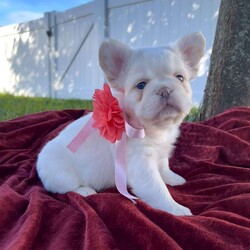 Gemma/French Bulldog									Puppy/Female	/7 Weeks,Gemma is the most gorgeous platinum full fluffy girl with the most loving personality. Gemma comes from parents that have been genetic health tested and cleared. She comes UTD on vaccines & worming, she will be seen by the vet and have a health certificate so you can rest assure your baby is healthy and ready for her new home. She also comes with a health guarantee and a puppy pack to help get her started on her new life journey. 