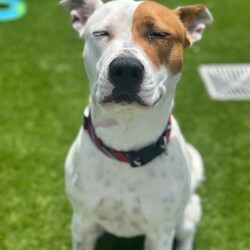 Adopt a dog:Coco/American Staffordshire Terrier/Female/1 Year 2 Months,Hello, I'm Coco, a sweet and energetic adult female Staffy! I’m looking for my forever home where I can thrive with love, attention, and some new adventures. I came into the shelter with another dog, and we still enjoy our walks together, so I’d love to meet any potential doggy siblings. I can get a little anxious when I’m left alone, and in my previous home. I’m happiest when I’ve got company, so I’d love a home where you’re around more often than not! I’m still working on being calm during alone time, so I’d appreciate a family who can help me feel safe and settled. Because I’m a bit boisterous and can get a little frantic at times, I’d be best suited to a home without young children. Older kids, over the age of 12, would probably be more comfortable with my energy and are more likely to understand how to interact with me properly. I can’t wait to find a loving home where I can be my true self. If you think we’d be a perfect match, come and meet me! Requirements: