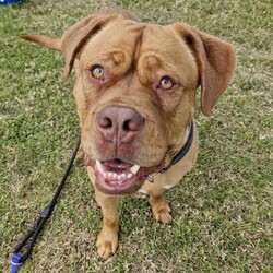 Adopt a dog:Pudge/Dogue de Bordeaux/Female/1 Year 11 Months,Hello there, my name is Pudge! I'm a gorgeous girl looking for my new home!  I'd suit a quieter home with experienced owners who know a bit about my Dogue De Bordeaux Breed. I would love to be included as part of the family, coming inside at times but mainly loving the great outdoors in my own secure backyard with secure 6ft Colorbond fencing to help keep me safe at home. I would be best suited to a home with no small animals, like cats/birds/pocket pets, as I may accidentally chase them. Any children in the home will need to be over 12 years of age and confident around dogs. There is still much to learn about this big, beautiful world. I would benefit from ongoing positive reinforcement training to help me be the best dog I can be! Training takes time, practice and patience, along with lots of love and yummy treats which is all I will ask from you. I know sometimes you have to go out, if you leave me with some fun toys, yum treats, fresh water bowl and a sheltered, snuggly bed, I should be safe and happy until you get home. I would benefit from daily enrichment and interactive feeders to help keep my mind and body active. I get along well with other dogs of a calm, playful and friendly nature, so if you have another dog at home, please bring them in to meet me to make sure we will be friends. Dog parks or off-leash areas are not ideal for me as there may be rude dogs who would rush up to me, and what I really need is a little bit of space to figure them out and build my confidence, before becoming friends. If I sound like the gorgeous girl for you, please come in to meet me. -Level 2 ART Adoption -Quiet Home -Experienced owner -Breed Knowledge -Outdoors Mainly- Must have secure outdoor access -Secure 6ft Colorbond fencing -No small animals (cats, pocket pets, birds, fowl)