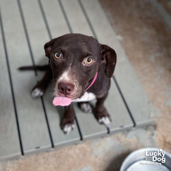 Adopt a dog:Neroli/Terrier/Female/Young,Please contact Jodi Rosenberg (jodi.rosenberg@luckydoganimalrescue.org) for more information about this pet.Adorable girl, looking for her forever home Neroli NEEDS A FOSTER OR FOREVER HOME!!!!
Name: Neroli Best Guess for Breed: Terrier/Lab
Best Guess for Age: 2 years as of October 2024 Gender: female
Approximate Weight: Coming soon!
Along With: Other dogs! We haven't seen her with kids or cats but she can be tested.
Currently Living At: SHELTER. She needs a foster or forever home.
Special Adoption Considerations: Neroli is heartworm positive, but this Lucky Dog got extra lucky! This pup is part of a groundbreaking study we are conducting at our South Carolina Rescue Campus that has the potential to change the way shelters across the United States treat heartworm positive dogs. All dogs in the study are placed at random in either the 2 shot or 3 shot protocol with strictly monitored protocols in place. Four weeks following their final injection, the pups are eligible to transport to the DC area for placement in foster or adoptive care. After treatment concludes, we work with adopters to arrange a free follow up heartworm test after 6 months, followed by a second test at 9 months. We are happy to discuss this treatment and which phase of the study this Lucky Dog is in right now! email the adoption coordinator - the address is at lower left!
Neroli is Looking For:Neroli looking for a family who can provide her with the love she deserves, regular exercise, and plenty of playtime. She might enjoy a game of fetch or a good snuggle on the sofa. Can't you see this beautiful girl in your life?
What My Foster Says About Me: Coming soon!
Lucky Dog cannot guarantee any dog is housebroken. All of our dogs are working on their crate training.
TO ADOPT: The adoption fee for this dog is $475, which includes the cost of routine vetting, including vaccinations, spay/neuter, and heartworm treatment. If you are interested in adopting, please complete the Adoption Questionnaire online at bit.ly/adoptaluckydog
Lucky Dog Animal Rescue does our best to provide accurate information about the dogs we have for adoption. That said, we cannot make any guarantees about age, breed or temperament.
Thank you for contacting Lucky Dog Animal Rescue and helping to save a life! Please visit us online at www.luckydoganimalrescue.org.
BE A FOSTER!!! Fosters make it possible for Lucky Dog Animal Rescue to save and care for homeless and abandoned dogs! To learn about fostering, please contact fostering@luckydoganimalrescue.org!
BE A SPONSOR!!!! Sponsors help Lucky Dog support the many dogs we save. To learn more about sponsorship, please contact info@luckydoganimalrescue.org.