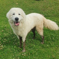 Adopt a dog:Simon/Maremma Sheepdog/Male/2 Years 3 Months,Hello there, my name is Simon! I'm a big gentle boy looking for my new home! I'd suit a quieter home with experienced owners who know about Guardian Type breeds like me! I would love to be included as part of the family, coming inside at times but mainly loving the outdoors, as well as joining you for regular walks, or simply snuggling up on a nice soft bed in the evening. I would love a big back yard with space to roam, sniff and explore all for my very own, with secure fences to keep me safe at home. Any children in the home will need to be over 12 years of age, calm and confident around dogs. My gorgeous coat will require regular grooming to help keep me looking and feeling my best! I know sometimes you have to go out, if you leave me with some fun toys, yum treats, fresh water bowl and a sheltered, snuggly bed, I should be safe and happy until you get home. I would benefit from daily enrichment and interactive feeders to help keep my mind and body active. I get along well with other dogs of a similar, calmer and friendly nature, so if you have another dog at home, please bring them in to meet me to make sure we will be friends. Dog parks and off-leash areas are not ideal for me as I do not like rude dogs rushing up to my face and would prefer walks around the neighbourhood or on-lead areas where we can relax and enjoy our time together. If I sound like the beautiful boy for you, please come in to meet me. -Level 2 ART Adoption -Breed Type Experienced owners -Must meet any dogs -Dog confident children over 12 yrs -Must have large backyard access  -Regular grooming required -Ongoing positive reinforcement training -STV