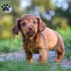 Kane/Dachshund									Puppy/Male	/7 Weeks,Meet Kane! He is an incredibly sweet and loveable AKC registered Miniature Dachshund puppy. He loves if someone spends time to play with him or gives him belly rubs. Dachshunds make wonderful family pets, they are known for their lively and courageous nature, they are often described as intelligent, curious and independent dogs. We hope to find a family that will love Kane as much as we do!