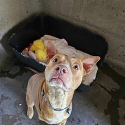 Adopt a dog:Leo/American Staffordshire Terrier/Male/4 Years 11 Months,Hi there! I'm Leo, and I'm thrilled to tell you a bit about myself. I’m a playful and energetic boy who’s eager to find a loving forever home. We can talk about the elephant in the room, I do only have 3 legs, but that hasn't stopped me! I love being active and having fun, so if you’re looking for a furry friend, I might be just the one for you! I’ve had lived with another doggie in the past but I have shown the team at RSPCA I prefer being the only dog in my new home. I also love the outdoors and due to this will need a family with a yard that I can lounge in sun and get out my zoomies whenever I desire! I can be a little sensitive to sudden/loud noises like fireworks! Like why are they a thing? So this is why that indoor/outdoor access is great! So I can come seek comfort when I need it. I would do best with an experienced owner who understands my needs and can help me adjust to my new environment. I would love to meet everyone in the household just to make sure we click before you take me home forever so if you think you might be the right person for me, let’s meet! I’m excited to find a loving home where I can bring joy and companionship to your life. Looking forward to meeting you soon! Recommendations: