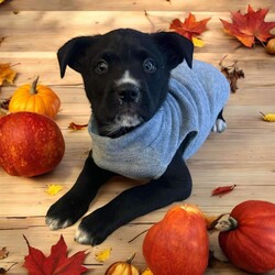 Adopt a dog:Snickers/Husky/Male/Baby,THE FOLLOWING PET IS BEING FOSTERED NEAR FORT COLLINS, CO!

Meet Snickers—The Sweetest Halloween Treat!

Just in time for Halloween, Snickers from the Candy Litter is here to sweeten your life! Born in mid-August 2024, Snickers’ story began with a heartbreaking start. After two mama dogs gave birth to 16 puppies, tragedy struck when both were intentionally poisoned while nursing. Sadly, one mama passed away, and though the other survived, she was too weak to care for her puppies. Thanks to the teamwork of multiple rescues, Snickers and his littermates were brought in as bottle babies and lovingly nursed back to health.

Now, Snickers is thriving and ready to find a forever family to give him the best life possible! He’s full of energy, chasing toys like he’s hunting for Halloween candy, but when playtime’s over, he’s always ready to snuggle up for some cozy cuddle time. Snickers is playful, sweet, and affectionate—he’s all treats and no tricks!

Currently being fostered in Fort Collins, CO, Snickers is eager to meet a family who will shower him with love and care. If you’re looking for a pup sweeter than any Halloween candy, Snickers is ready to be your perfect match! Could you be the one to give him his happily ever after?

OUR DOGS ARE FOSTERED IN TEXAS OR COLORADO BUT AVAILABLE FOR ADOPTION AND TRANSPORT OUT OF STATE. Read below for more information.

All of our dogs are located in a foster home in Texas or Colorado. Our dogs are transported to a predetermined location agreed upon by the rescue. The adoption contract and fee are finalized prior to transport. As a Mutts N Such direct adoption, the adoption interview/meet and greet occurs on video call (Skype, FB Messenger call, Facetime, etc.).

Our adoption fee is $350, plus transport (varies by location) if animal needs to be transported out of state. This fee includes all current vaccinations, deworming, a registered microchip, fecal analysis, spay/neuter for pets 6 months & older, and a heartworm test if over 6 months old. All dogs will be current on flea/heartworm prevention. A health exam will be completed and a certificate issued by a veterinarian within 10 days of departure for out of state adoptions.  

If you are interested in adopting, please complete our application:

https://petstablished.com/adoption_form/57167/generic

Note: MNS reserves the right to deny any application that is deemed unsuitable for the animal. Please be aware that our animal adoptions are NOT on a first come- first serve basis. Our sole purpose is to find the best possible home for the animals that fall under our care.