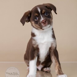 Adopt a dog:Finn/Terrier/Male/Baby,Meet Finn!

Adoption Fee: $549

Adoption Application - Copy & Paste

https://forms.gle/FmtRtYxQNnemdkdw9

This adorable little guy is just 8 weeks old and full of puppy love. Finn’s mother is a small terrier mix, weighing only 13 pounds, but we’re not sure who his dad is. He was born in our foster home after we rescued his mom while she was pregnant. Finn has grown up in a loving environment, surrounded by care and affection, and now he’s ready to find his forever home. After adoption he can arrive in the New England area on Thursday, November 21, and he would love to go home to his new family.

Could Finn be the perfect addition to your family? Don’t miss your chance to bring home this sweet, playful puppy!

There are 2 boys and 1 girl in this litter available for adoption. (Finn, Flora & Frankie)

Here's the adoption application, please copy & paste.

https://forms.gle/FmtRtYxQNnemdkdw9

**To see all of our pets available for adoption, please copy this link.

https://www.petfinder.com/search/pets-for-adoption/?shelter_id%5B0%5D=AL450&sort%5B0%5D=recently_added

Paws of Dixie Animal Rescue adopts in the New England area. Our adoption fee includes the spay/neuter, up to date shots, Microchip, Alabama Health Certificate, and the transport service to get the new family pet to you.

The pets are delivered by a licensed transporter.

PDAR.info@gmail.com

COMPLETED APPLICATIONS TAKE PRECEDENCE OVER INQUIRIES. If you are interested in adopting, the FIRST step is to complete an application.

Please be advised that our volunteers are busy rescuing, transporting, and caring for our animals. We will respond to your application as soon as possible. Upon review of your application, the rescue in AL will contact you, so you can ask any specific questions that you may have.

NOTE: All Paws of Dixie animals are located in AL foster homes. They will be transported north after adoption.

If there is more than one decision maker in the home, all of them should be in agreement.

We DO NOT adopt to anyone under the age of 21