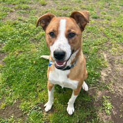 Frank/Australian Cattle Dog / American Staffordshire Terrier/Male/1 Year,Hello! My name's Frank. What's yours? I am a well-mannered young man who is on the lookout for a human or humans to join on your adventures and to be your best buddy at home. I have spent a little time here at the shelter and during this time the staff have seen me grow from a slightly timid kid to a confident, chilled out young man. Well, most of the time. Sometimes I can get a bit excited and bouncy – because of this I'd be best suited to a family aged 12 yrs and up so that I don't bounce someone over accidentally. I have a happy nature – I can't wait for you to get to know me! My favourite things are playing with toys and going on walks with my doggy friends. If you have a dog at home, please bring them in to meet me to make sure we are a good match! I’ve heard about something called a “backyard,” and it sounds like a dream! An area all for me to run around, climb, sniff, and explore; at the shelter we have grass yards, but I have to share them with all the other doggies. Sigh. But don’t think I’m just an outdoor adventurer; I also love lounging inside, playing with my toys, or chasing butterflies in my dreams. I would not be suited to a home with cats or pocket pets. I would suit a full time worker if you have time to settle me into my new home. Lastly! What are you waiting for? Yours, Frank -Must meet all dogs -No pocket pets or cats -No children under 12