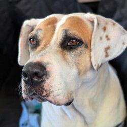 Adopt a dog:Katie/Mastiff/Female/6 Years 6 Months,Hello, I'm Katie, a lovely 6-year-old Mastiff gal with a heart full of love. I’m looking for a forever home where I can be the queen of the castle as the only pet. I'm a gentle giant who's past the puppy stage, so I won't need much training. I promise to be the best couch companion and the most loyal friend you'll ever meet. I would thrive in a home where someone works regular hours and can provide me with a secure outdoor space, like a fenced backyard, where I can bask in the sun and roll in the grass. Although I'm a big girl, I have a mild temperament and would be perfect for a household with older dog experienced children. I’m not fussy or demanding – all I ask for is love, a few daily walks, and a cozy spot to snooze. I enjoy watching the birds but can be a little too enthusiastic with them, so I'm not suited to a home with pet birds. I’m looking forward to spending my days making you smile, receiving pats, and giving you all the love I have to offer. Can you provide a loving home for a big-hearted girl like me? I promise to fill your home with doggy love!