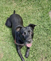 Juno/Staffordshire Bull Terrier / German Shepherd Dog/Female/6 Years,Hello there, my name is Juno! I'm a relaxed, independent lady looking for my new home!  I'd suit a quieter home where I can be included as part of the family, coming both inside and outdoors, as well as joining you for daily walks, or simply snuggling up on a nice soft bed by your feet in the evening. Any children in the home will need to be over 12 years of age and confident around dogs, who understand I may not always want pats and cuddles.  I know sometimes you have to go out, if you leave me with some fun toys, yum treats, fresh water bowl and a sheltered, snuggly bed, I should be safe and happy until you get home. I would benefit from daily enrichment and interactive feeders to help keep my mind and body active. I’d be best as the only dog in the home, as I am not fond of other dogs and would like all the love, pats and attention for myself. Dog parks and off-leash areas are not ideal for me as I do not like rude dogs rushing up to my face and would prefer walks around the neighbourhood or on-lead areas where we can relax and enjoy our time together.  If I sound like the lovely lady for you, please come in to meet me. -Level 2 ART Adoption -Quiet home -Dog confident children over 12 years -Best as only dog in home -SRB waiver -Ongoing positive reinforcement training