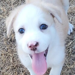 Adopt a dog:Hope DD/Husky/Female/Baby,Meet *Hope*, the little snuggle bug with a heart full of love! Sweet and gentle, she's the type of puppy who will melt into your arms and steal your heart without a second thought. While she's playful like her siblings, Hope is also the kind of pup who loves winding down with some quality cuddle time. If you're looking for a forever friend who will brighten your days and be by your side for every moment, Hope is your girl! 
*Ready to give Hope the best life ever?* Get your application in soon-she's waiting for someone *AWESOME* like you!

Local adoption fee is $250 (in TX)
Out of state adoption fee is $550 (includes transport to your area)