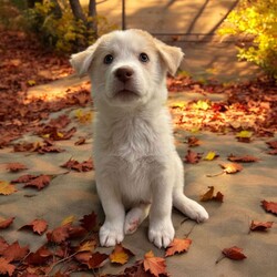 Adopt a dog:Butterscotch/Siberian Husky/Male/Baby,THE FOLLOWING PET IS BEING FOSTERED NEAR FORT COLLINS, CO!

Meet Butterscotch, the delightful puppy who embodies the perfect balance of playfulness and snuggles! Born on September 1, 2024, Butterscotch came to us with his 12 siblings from a breeder situation. Unfortunately, they faced a tough start as they battled Parvo shortly after arriving. While we lost one sibling early on, Butterscotch and the rest of his littermates received the care they needed and are now thriving in their foster home in Fort Collins, CO, and are ready to find their forever families!

Butterscotch has a fantastic demeanor and a fun personality that shines through in everything he does. He loves to romp around and play, whether it’s chasing toys or engaging in playful antics with his siblings. But when playtime is over, he’s always ready to curl up for some quality cuddle time, making him the ideal companion for those cozy moments.

This charming pup is looking for an active family that can keep up with his playful spirit while also giving him the love and affection he craves. If you’re searching for a playful and snuggly pup who will bring joy and warmth to your home, Butterscotch is the perfect match for you!

OUR DOGS ARE FOSTERED IN TEXAS OR COLORADO BUT AVAILABLE FOR ADOPTION AND TRANSPORT OUT OF STATE. Read below for more information.

All of our dogs are located in a foster home in Texas or Colorado. Our dogs are transported to a predetermined location agreed upon by the rescue. The adoption contract and fee are finalized prior to transport. As a Mutts N Such direct adoption, the adoption interview/meet and greet occurs on video call (Skype, FB Messenger call, Facetime, etc.).

Our adoption fee is $350, plus transport (varies by location) if animal needs to be transported out of state. This fee includes all current vaccinations, deworming, a registered microchip, fecal analysis, spay/neuter for pets 6 months & older, and a heartworm test if over 6 months old. All dogs will be current on flea/heartworm prevention. A health exam will be completed and a certificate issued by a veterinarian within 10 days of departure for out of state adoptions.

If you are interested in adopting, please complete our application:

https://petstablished.com/adoption_form/57167/generic

Note: MNS reserves the right to deny any application that is deemed unsuitable for the animal. Please be aware that our animal adoptions are NOT on a first come- first serve basis. Our sole purpose is to find the best possible home for the animals that fall under our care.