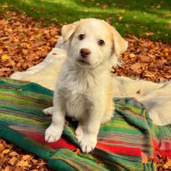 Adopt a dog:Butterscotch/Siberian Husky/Male/Baby,THE FOLLOWING PET IS BEING FOSTERED NEAR FORT COLLINS, CO!

Meet Butterscotch, the delightful puppy who embodies the perfect balance of playfulness and snuggles! Born on September 1, 2024, Butterscotch came to us with his 12 siblings from a breeder situation. Unfortunately, they faced a tough start as they battled Parvo shortly after arriving. While we lost one sibling early on, Butterscotch and the rest of his littermates received the care they needed and are now thriving in their foster home in Fort Collins, CO, and are ready to find their forever families!

Butterscotch has a fantastic demeanor and a fun personality that shines through in everything he does. He loves to romp around and play, whether it’s chasing toys or engaging in playful antics with his siblings. But when playtime is over, he’s always ready to curl up for some quality cuddle time, making him the ideal companion for those cozy moments.

This charming pup is looking for an active family that can keep up with his playful spirit while also giving him the love and affection he craves. If you’re searching for a playful and snuggly pup who will bring joy and warmth to your home, Butterscotch is the perfect match for you!

OUR DOGS ARE FOSTERED IN TEXAS OR COLORADO BUT AVAILABLE FOR ADOPTION AND TRANSPORT OUT OF STATE. Read below for more information.

All of our dogs are located in a foster home in Texas or Colorado. Our dogs are transported to a predetermined location agreed upon by the rescue. The adoption contract and fee are finalized prior to transport. As a Mutts N Such direct adoption, the adoption interview/meet and greet occurs on video call (Skype, FB Messenger call, Facetime, etc.).

Our adoption fee is $350, plus transport (varies by location) if animal needs to be transported out of state. This fee includes all current vaccinations, deworming, a registered microchip, fecal analysis, spay/neuter for pets 6 months & older, and a heartworm test if over 6 months old. All dogs will be current on flea/heartworm prevention. A health exam will be completed and a certificate issued by a veterinarian within 10 days of departure for out of state adoptions.

If you are interested in adopting, please complete our application:

https://petstablished.com/adoption_form/57167/generic

Note: MNS reserves the right to deny any application that is deemed unsuitable for the animal. Please be aware that our animal adoptions are NOT on a first come- first serve basis. Our sole purpose is to find the best possible home for the animals that fall under our care.