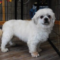 Vinny/Lhasa-Poo									Puppy/Male	/14 Weeks,Meet Vinny! This adorable Lhasa-Poo is vet checked & up to date on shots & wormer, plus comes with a 30 day health guarantee provided by the breeder! Vinny is well socialized & currently being family raised with children! If you would like more information on this sweetheart, please contact Glenn & Miriam Fox today!