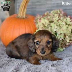 Buster/Dachshund									Puppy/Male	/10 Weeks,Meet Buster, an adorable mini Dachshund puppy looking for a loving home! Family-raised and well-socialized, Buster  will make a perfect addition to any household. His mom, Connie, and dad, Rocky, have passed down their sweet temperament, making him both playful and affectionate. Buster is up to date on his shots and dewormer, has been vet-checked, and comes with a 30-day health guarantee for peace of mind. He’s ACA registered and microchipped, ready for his forever family. Don’t miss out on the chance to bring this little bundle of joy home!