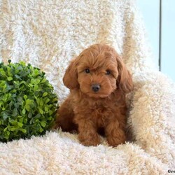 Bentley/Cavapoo									Puppy/Male	/September 6th, 2024