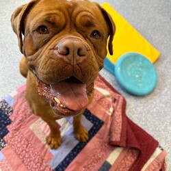 Nala/Dogue de Bordeaux/Female/4 Years 12 Months,Hello there! My name is Nala and I'm a lovely Dogue de Bordeaux. I'm nearly 5 years old, but don't let that fool you, I'm still full of life and love. I love to nap in the sun and go for leisurely walks – and of course I love treats! I'm a low energy dog, I promise to be the perfect companion for those cozy nights in. I'm looking for a home where I can be the only dog; I love all the attention! I can't wait to find my forever home and become your best friend. I'd prefer older children as I can be a bit boisterous and would prefer a calm, consistent household. Requirements: Nala is such a sweet and beautiful girl, sure to brighten up your life! Come on in and say hi! Love and dribbles, Nala!