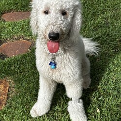 Adopt a dog:Finn/Klee Kai/Male/Young,Meet Finn! This 1-year old, Komondor weighs 67 lbs. Finn is looking for his forever home that can give him lots of love, pats, and the amazing life that he deserves. 


	General Behavior: Finn is a very happy, sweet and funny boy. It may take him a minute to warm up to new people, but once he does, he is very affectionate and loves pets and attention. His love languages are touch and words of affirmation. He would do wonderfully with a breed-savvy family who can commit to looking after his gorgeous coat and who can keep this intelligent guy occupied.
	Likes & Dislikes: Finn loves to have his coat brushed and he loves a good belly rub. He leans into you to give and receive hugs and kisses. He enjoys playing with plush toys. He loves taking walks and does well in the car. He enjoys chasing lizards, although his foster mom doesn't think he's caught one yet.
	Training: Finn is a smart cookie! He knows how to sit and is working on his recall. He waits patiently by the door to go on a walk or car ride and is good on a leash. He is doing extremely well with house training. He may bark if he sees the mailman outside but will stop if you ask his to. Finn is not reactive to loud noises, such as a vacuum, blender, mower, thunder or even a hurricane.
	Medical: Finn is very healthy. He is up to date on vaccines, heartworm negative, microchipped and spayed. He only requires monthly heartworm and flea prevention.
	Other Animals: Finn is good with other dogs. He absolutely adores playing with his foster sister. He would enjoy sharing a home with another friendly dog. His foster mom has not tested his with cats but believes he would be good with them, too.
	Children: Finn is gentle with children but may need a minute to warm up to them. 
	Home: Finn would do well in a single-family home with a fence to roam and chase lizards and hopefully play with a new brother or sister. 
	Grooming: As a Komondor breed, Finn does not shed but will require daily brushing if he is kept short, which he enjoys very much. He will require professional grooming every 6-8 weeks. The cost of grooming for a pooch his size runs approximately $100.
	Overall: This beautiful, sweet boy is always so happy and will make you happy just to look at him. He'll make a best friend for one lucky family!


Finn is looking for a person who will love his as much as he will love them. Is that you? Then visit our website www.PoodleandPoochRescue.org where you will find the application to adopt. You'll be put in contact with the foster family for more information if it's a potential match. He is up to date on vaccines, heartworm negative, microchipped, and neutered, and he has just had his teeth cleaned. His adoption donation is $650.