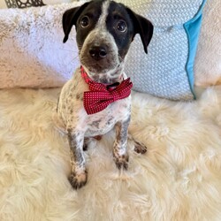 Rocky/Australian Cattle Dog / Blue Heeler/Male/Baby