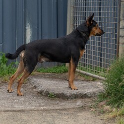 Parker/Australian Kelpie/Male/1 Year,Hi there my name is Parker and I am a sweet younger fella who is now looking for my very own family to love and adore me!! I came into the shelter with my siblings after having a pretty sheltered start to life. I didn't get to experience much so I'm still learning how to be brave and explore the world. I will need a family who is going to be able to take things slow so that I'm not getting overwhelmed. I have been in foster as I was not coping with shelter life as it was too unpredictable and scary for me. I have settled into home life really well and it has helped me so much to have another confident social dog in the home. Due to the support I get from another dog I will need to go to a home that has another dog in the home, I am young and active so they will need to be able to match my energy. I will need to meet all family members on the day of my adoption and any children will have to be over 6 years old, It may take me some time to warm up and get to know you but once I do I am the sweetest boy you could ever meet. It would be ideal if my new family understands the needs of a working breed dog as well, I am currently in foster on property and I am loving life. I will need both mental and physical activity as I am a smart boy who needs outlets to keep me entertained so I don't learn bad habits. I am still learning to navigate the indoors and I am now sleeping inside my foster home, I will need both indoor and outdoor access in my new home, I love to spend the day outside running around with my friends but then also enjoy to comforts of home and enjoy cuddling up with my humans of a night time. Requirements: -Must meet all family -No children under 6 – Canine companion needed -Indoor/outdoor access – Breed Savvy home If you think I could be the guy for your family, please ring the shelter today and organize a meet and greet. I can't wait to meet you!! **If you are interested is giving this wonderful pet a home please visit our website and complete an expression of interest 