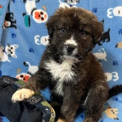 Adopt a dog:Mountain/Bernese Mountain Dog/Male/Baby,My name is Mountain. I am a handsome 7-week-old Bernese/German Shepherd mix. I weigh 6.8 lbs and my birthday is 9/7/2024 so I have some growing to do! I will be a medium/large dog. I am started on my shots and worming schedule and have been treated for any issues I came in with. 

Bernese/German Shepherd mixes are very loyal, affectionate and intelligent dogs. They need plenty of exercise, both to keep them in good physical condition and to stimulate him mentally.   

 I enjoy running and playing with my siblings at the shelter and playing with toys. Of course, I also enjoy my one on one snuggle time and giving kisses. 

Please if you are interested in me get your application in today, there is no time to waste:

You can go to www.hopeforhannahrescue.org 
or just copy the direct link below and paste it into your search bar.

The direct link to our application can be found here-  https://ueodqi9fe3f.typeform.com/to/sFwghRQN - Copy and Paste 

If you have any problem, call Suzi (717) 466-5968 and I will be happy to assist you.