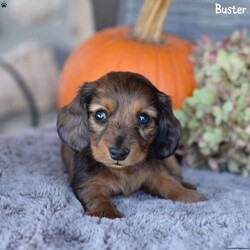 Buster/Dachshund									Puppy/Male	/10 Weeks