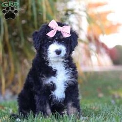 Sadie/Mini Bernedoodle									Puppy/Female	/7 Weeks,Meet Sadie, the sweetest Mini Bernedoodle puppy! A delightful mix of the loyal Bernese Mountain Dog and the intelligent Poodle, this little one is full of love, energy, and playfulness. With a soft, wavy coat and her big puppy eyes, she will quickly become the heart of your home. Bernedoodles are known for their friendly, easygoing nature and strong desire to bond with their families, making them perfect companions for all ages.