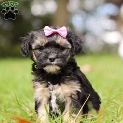 Avery/Yorkie Poo									Puppy/Female	/8 Weeks,Meet Avery, the sweetest little Yorkiepoo who is ready to bring endless joy into your life! This fluffy bundle of love has the perfect mix of charm, smarts, and playfulness. Her mom, Ellie, is a 14lb Poodle known for her intelligence and elegant demeanor. Poodles are famous for being incredibly smart and easy to train, making this pup a quick learner who will catch on to commands and tricks in no time. Her dad, Lebron, is a 9lb Yorkie, a breed cherished for their affectionate and lively personality.