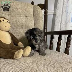 Dax.   F1bb/Mini Labradoodle									Puppy/Male	/9 Weeks,Hello my name is Dax  a merle colored mini labradoodle who loves to play with my fluffy coat and playfulness I make the perfect fit to anyone my ways are sure to make you smile I am raised around children and I have been vet checked up to date on my shots if you want to meet me you can contact us to schedule an appointment 