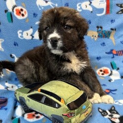 Adopt a dog:Mountain/Bernese Mountain Dog/Male/Baby,My name is Mountain. I am a handsome 7-week-old Bernese/German Shepherd mix. I weigh 6.8 lbs and my birthday is 9/7/2024 so I have some growing to do! I will be a medium/large dog. I am started on my shots and worming schedule and have been treated for any issues I came in with. 

Bernese/German Shepherd mixes are very loyal, affectionate and intelligent dogs. They need plenty of exercise, both to keep them in good physical condition and to stimulate him mentally.   

 I enjoy running and playing with my siblings at the shelter and playing with toys. Of course, I also enjoy my one on one snuggle time and giving kisses. 

Please if you are interested in me get your application in today, there is no time to waste:

You can go to www.hopeforhannahrescue.org 
or just copy the direct link below and paste it into your search bar.

The direct link to our application can be found here-  https://ueodqi9fe3f.typeform.com/to/sFwghRQN - Copy and Paste 

If you have any problem, call Suzi (717) 466-5968 and I will be happy to assist you.